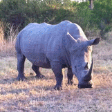 rhino gif